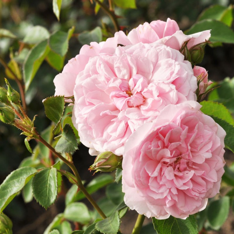 Blush Winterjewel 2-800x800