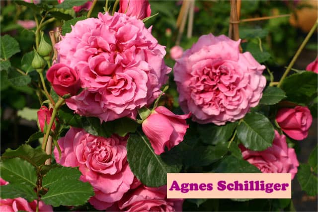 agnes-schilinger