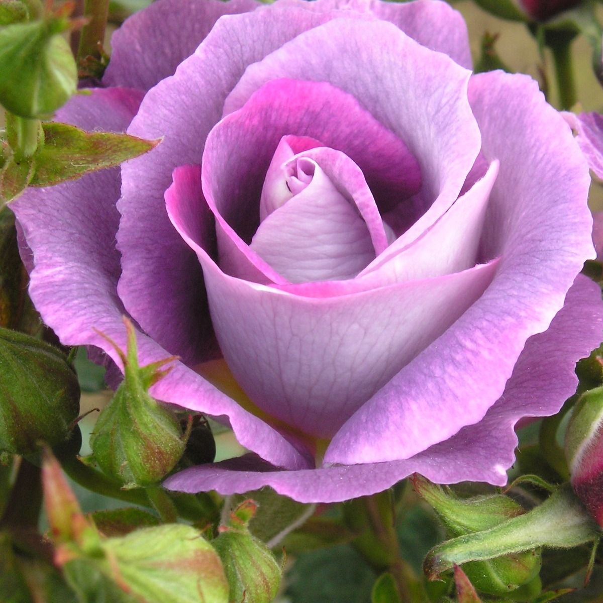 blue_for_you_3_cropped(2)