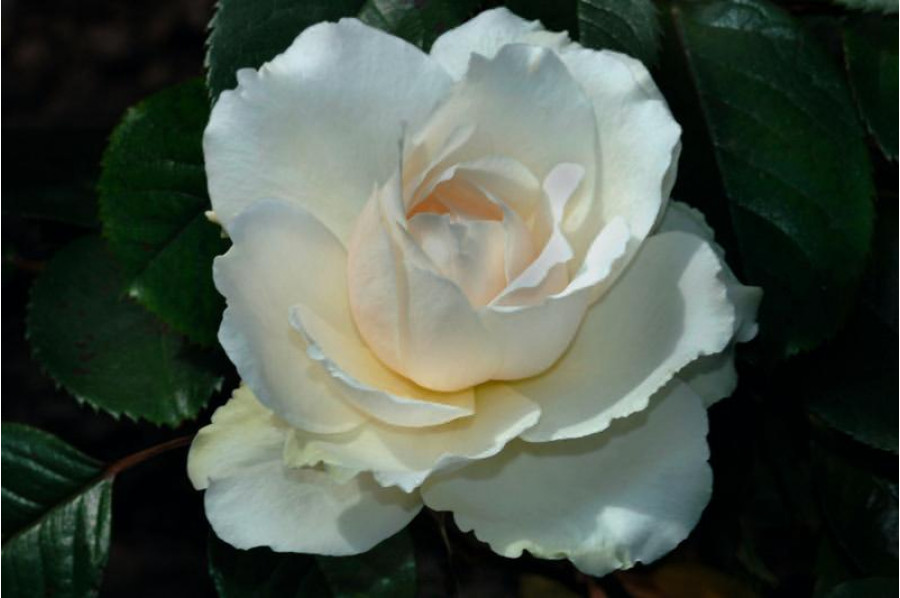 princess_of_wales_rose_1_acnxyw