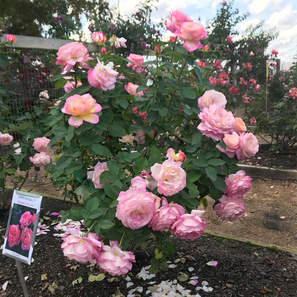 Marc-Chagall_1024x1024@2x