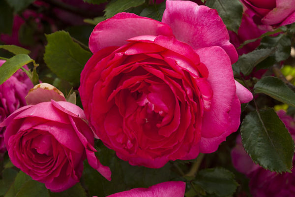 Margaret-Mae_1078_08_Web-600x400
