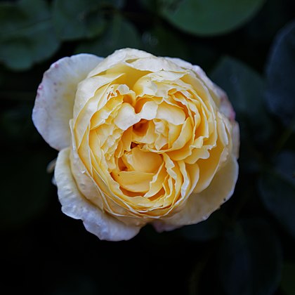 'Rosa_Charlotte'_English_Rose_Capel_Manor_College_Gardens_Enfield_London_England