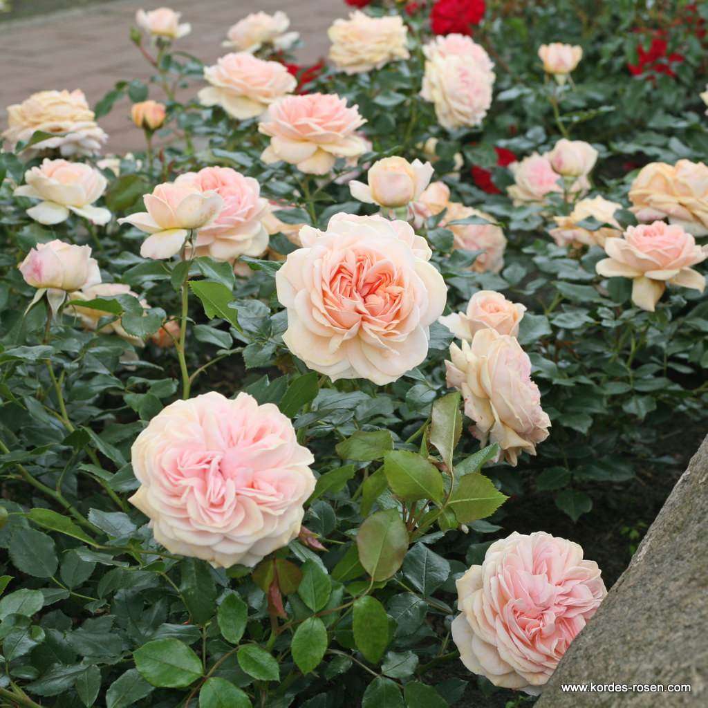Garden_of_Roses_3kDCDQGskKXxi5_600x600@2x