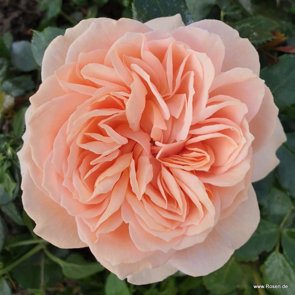 Garden_of_Roses_5_600x600@2x