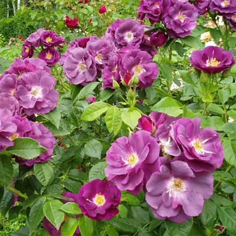 roze-rhapsody-in-blue-5-l-vazone