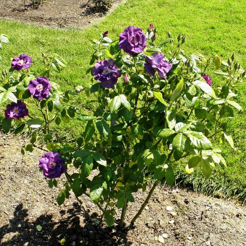 rose-rhapsody-in-blue_UK_500_0001960