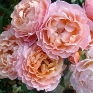potted-rose-plant