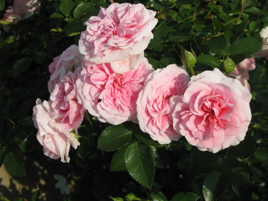 Rose-My-Granny