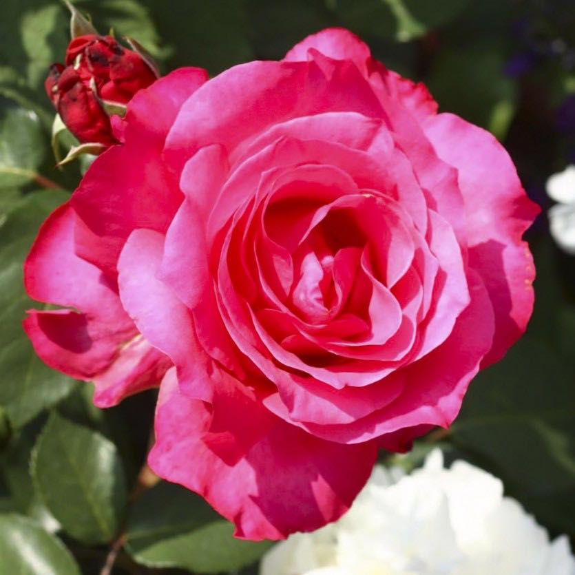 rose-venrosa-1