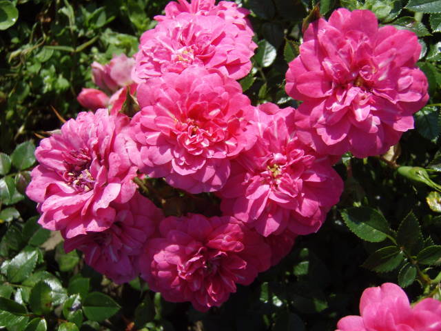 565_0_Knirps-
