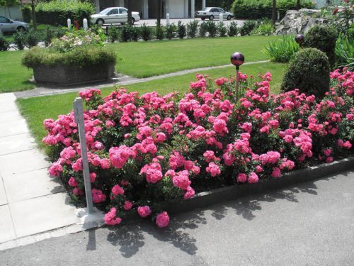 rose-coprisuolo-Flower-Carpet-4