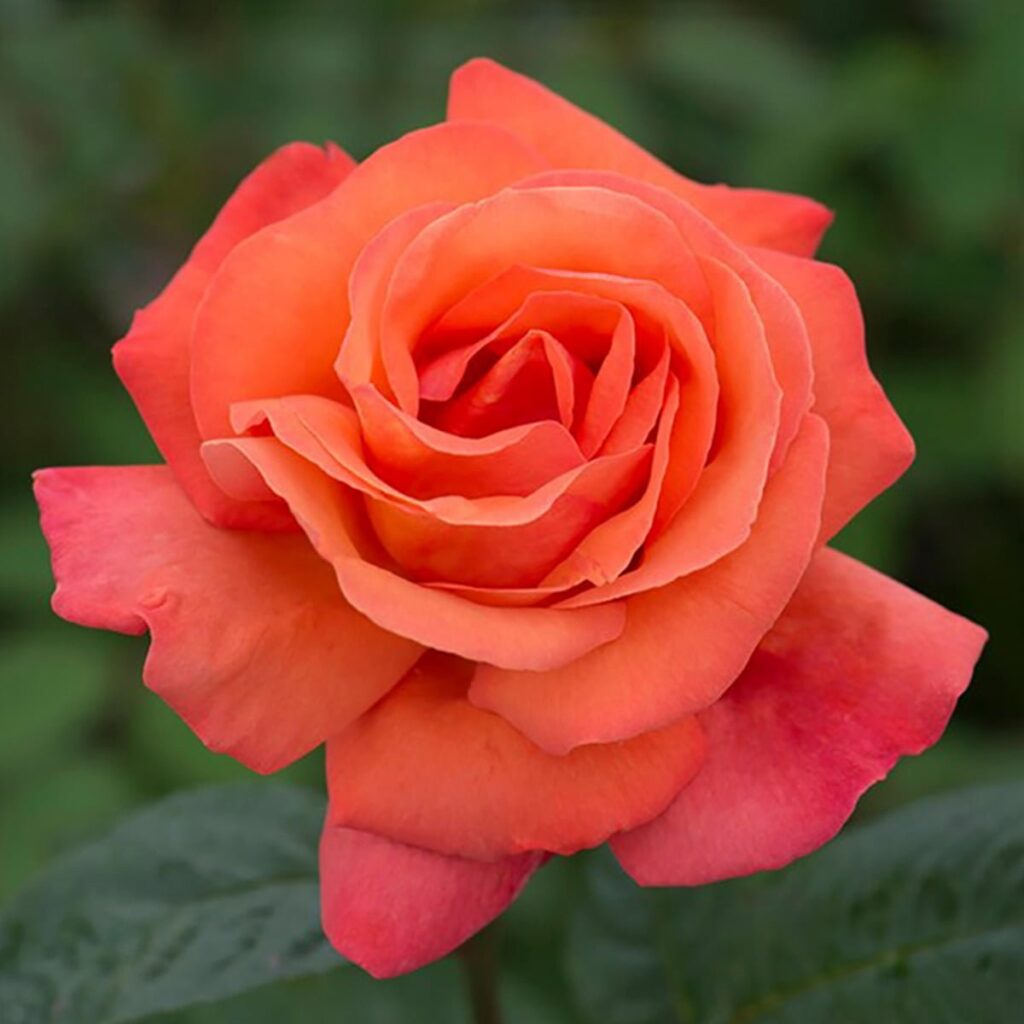 Stilkrose-Troika-roser-1024x1024