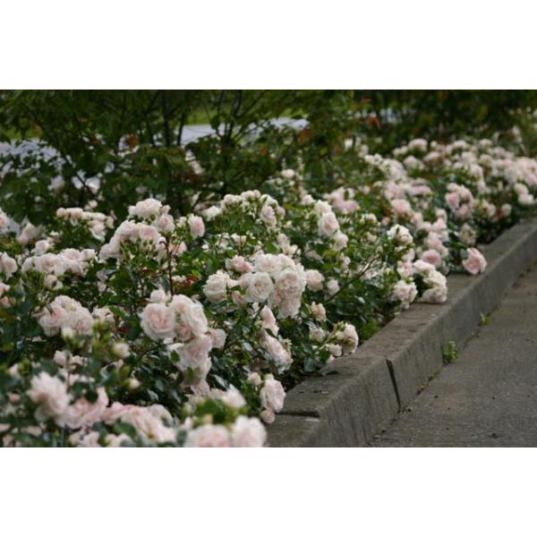 20024_Product