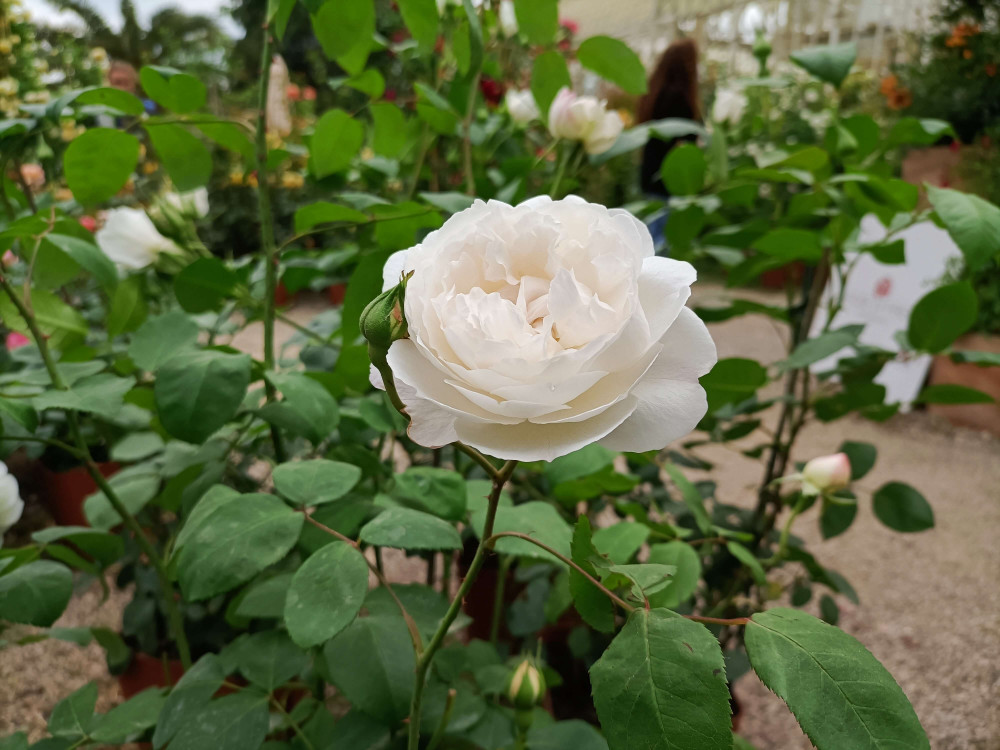 rosa-winchester-cathedral