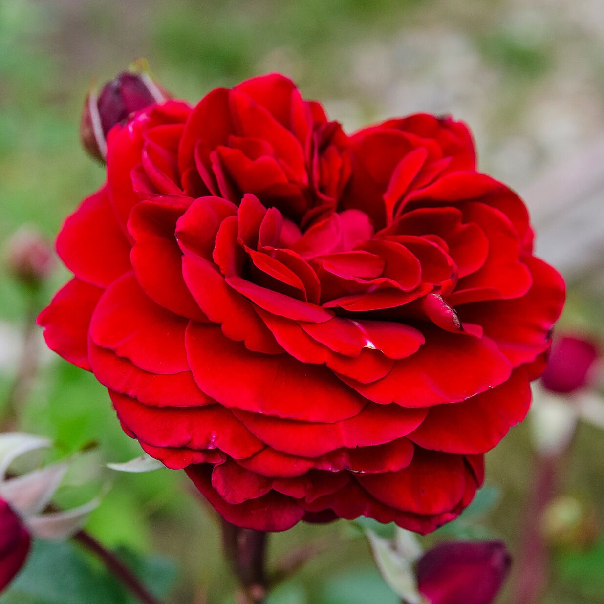 rosa-stortebeker-541766