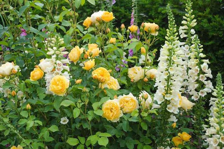 Graham-Thomas-Ausmas-foxgloves-B1Optimized