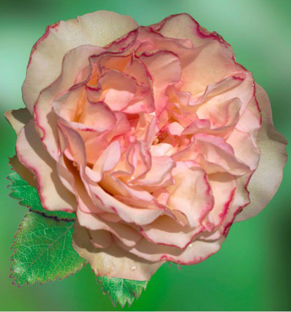 rosier-buisson-perfume-kisses-wekmootono