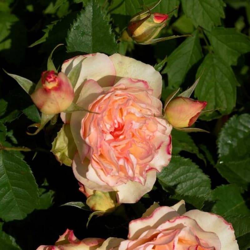 rosier-perfume-kisses-wekmootono