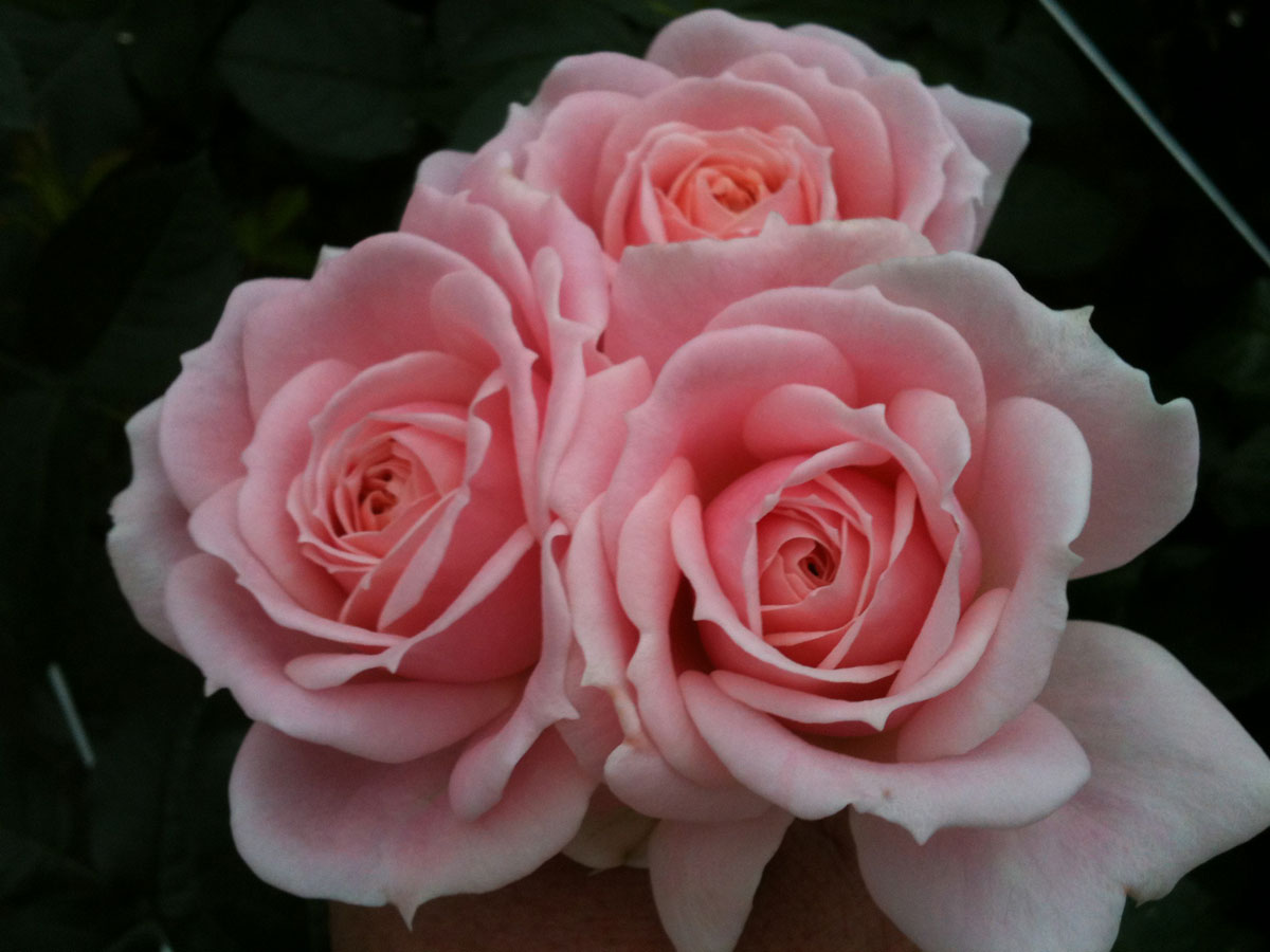 rosa_cremosa_4819_2