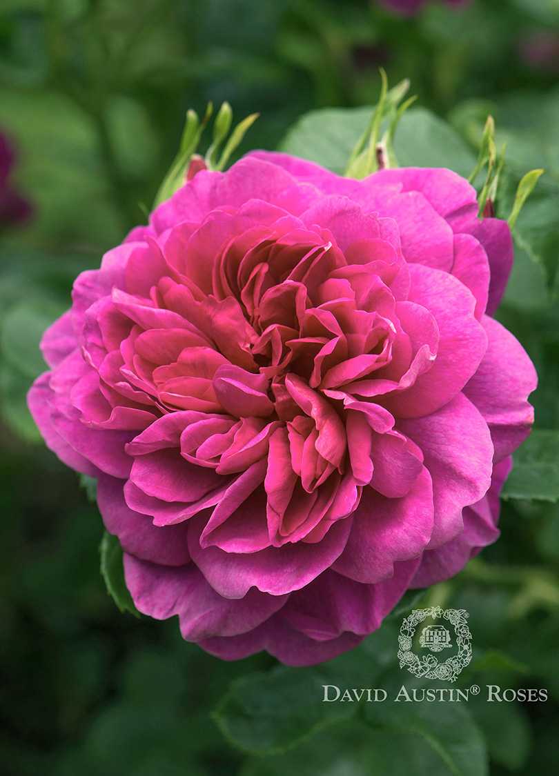 DA-Rose-Princess-Anne