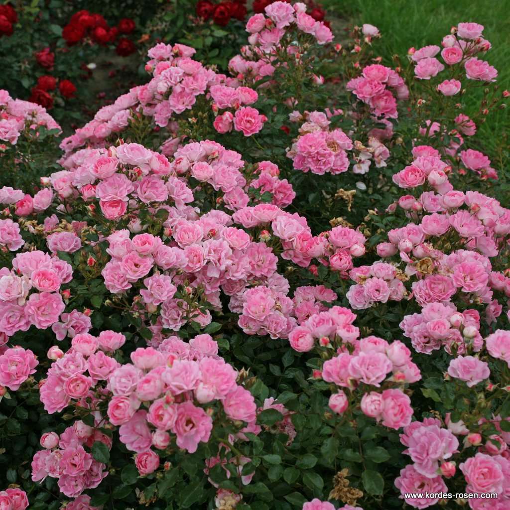 Flirt_2011_3_600x600@2x