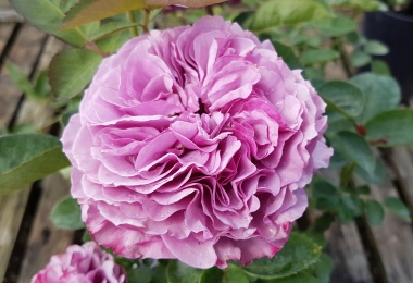 lavender_ice