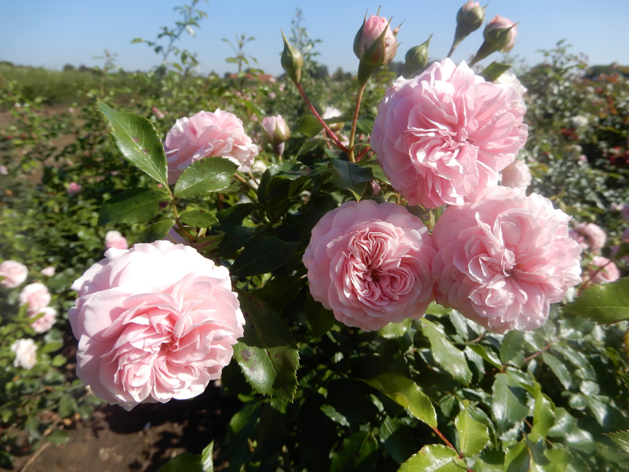kordes-rosa-larissa