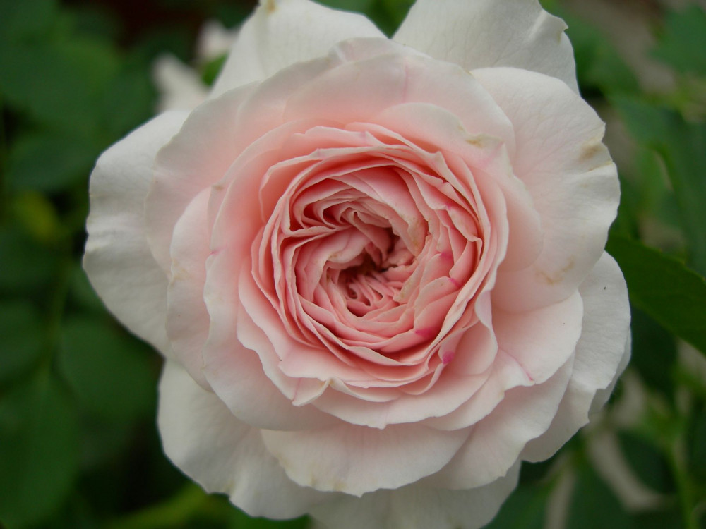 rosa-larissa