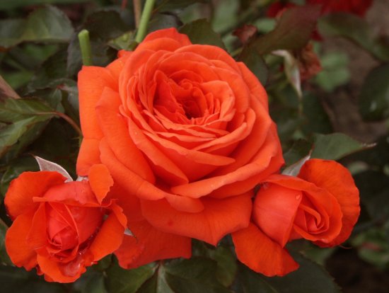 rosa-salita-klimber-1