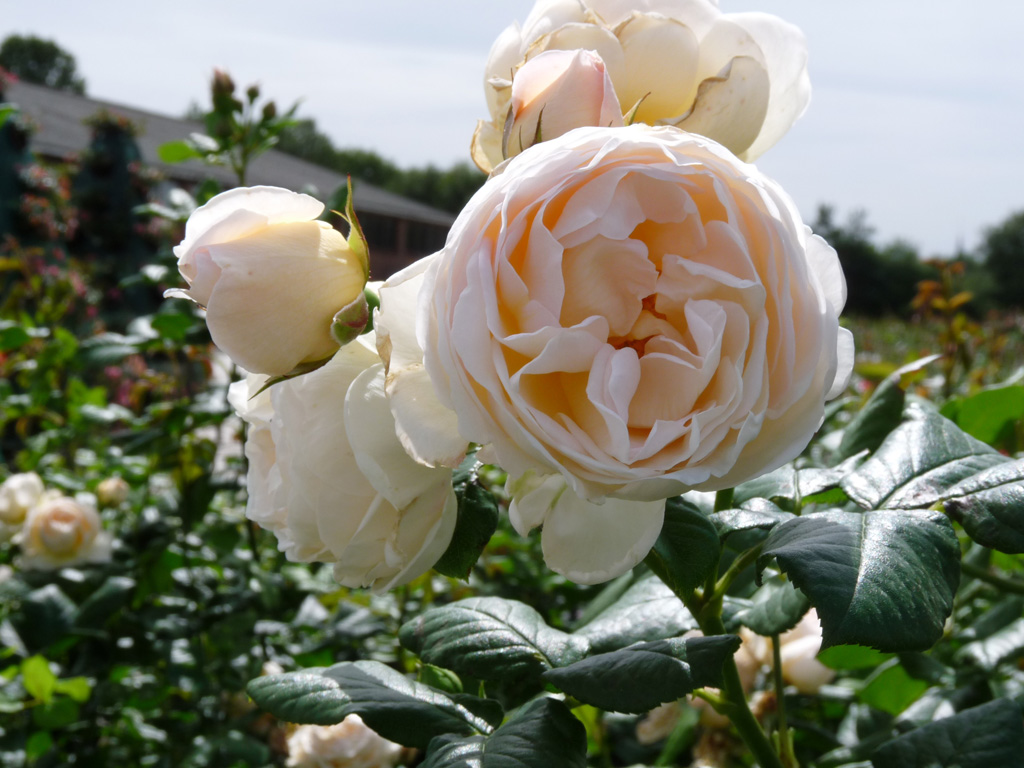 1675615785_uetersener-klosterrose-klimroos-204-0