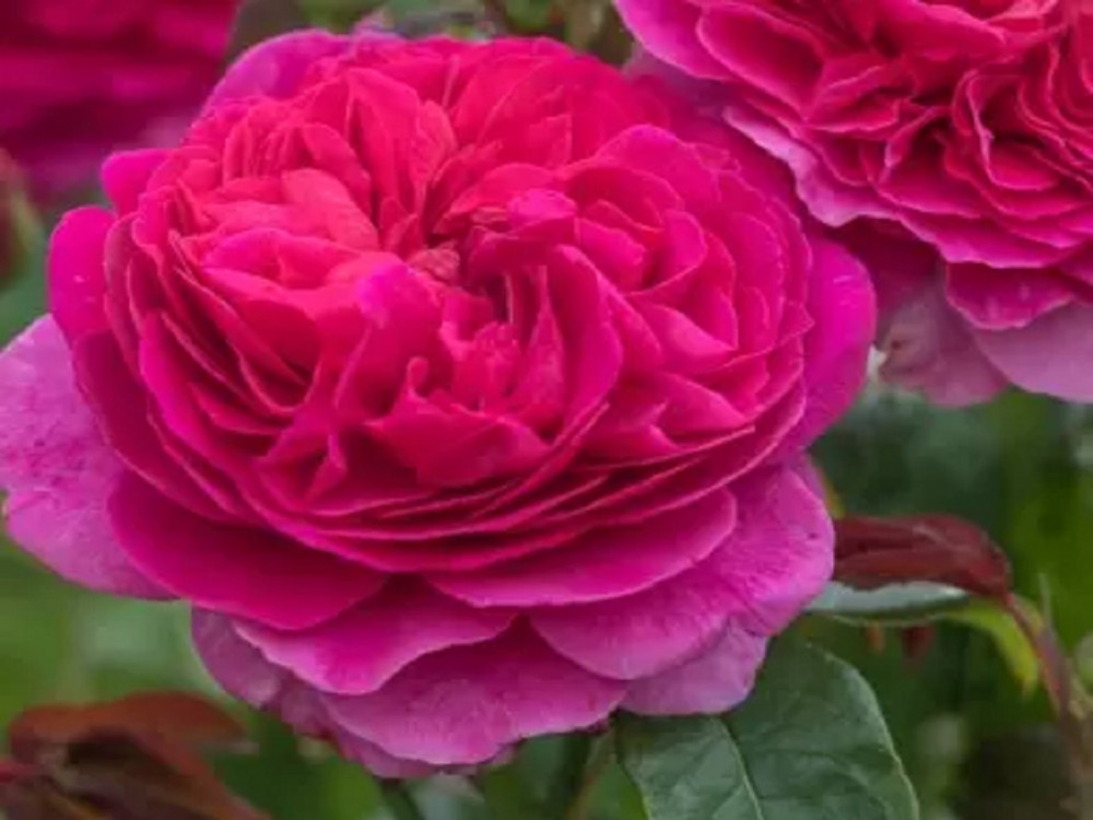 1672064118_rosa-gabriel-oak