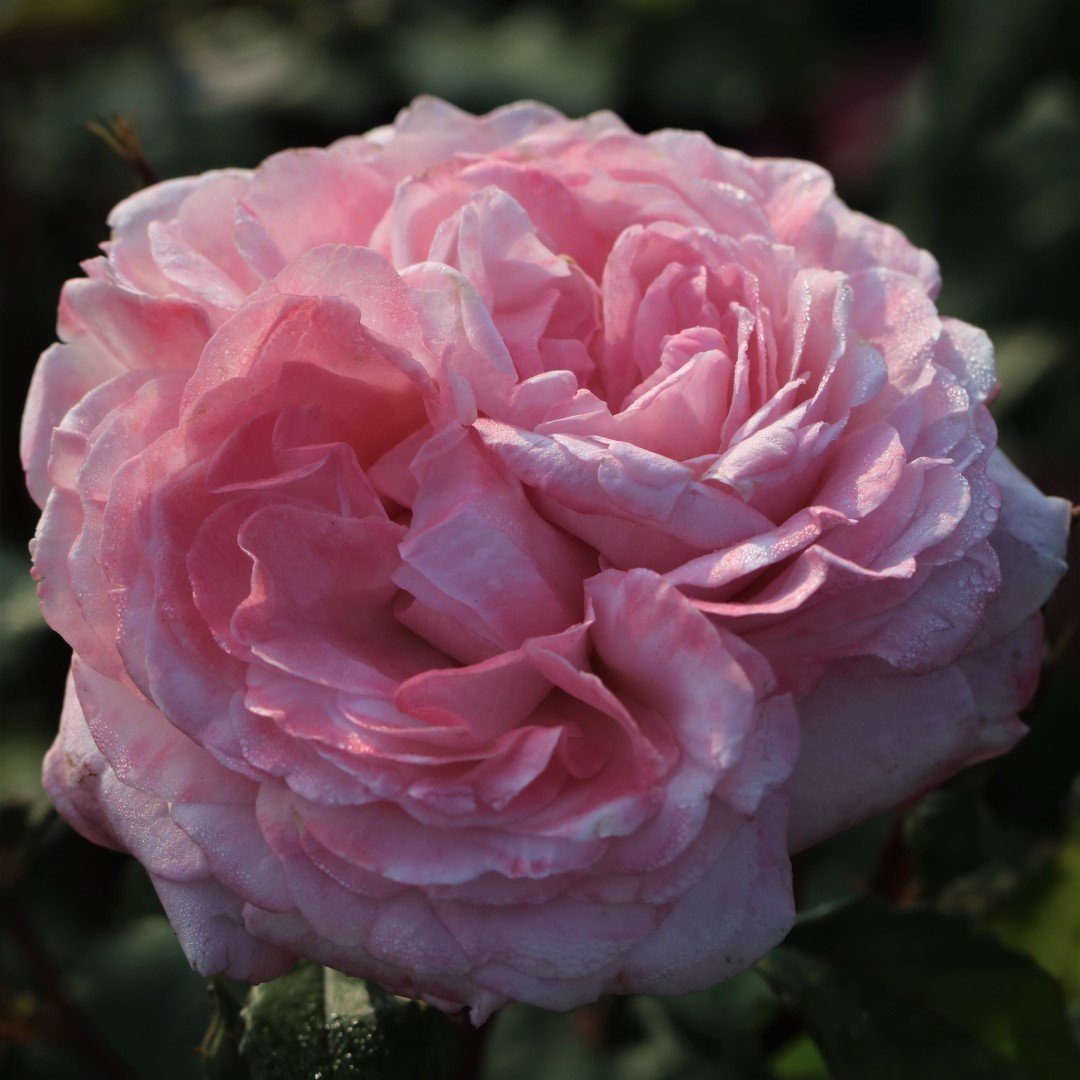 Renaissance_Rose_Marlis_21.jpg