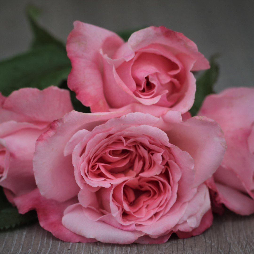 Renaissance_Rose_Marlis_7.jpg