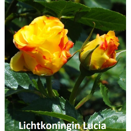 roze-rosa-lichtkonigin-lucia-