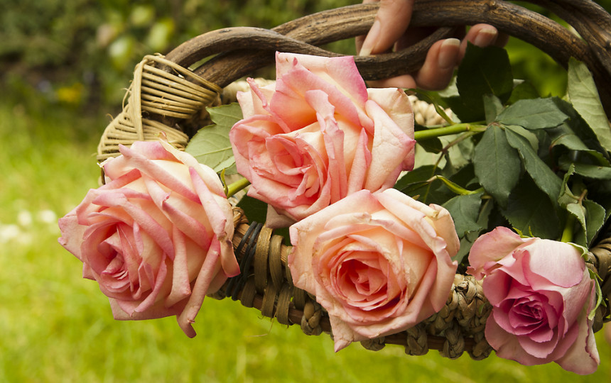 NUSIPIRKITE GRAŽIAUSIAS ROŽĖS.