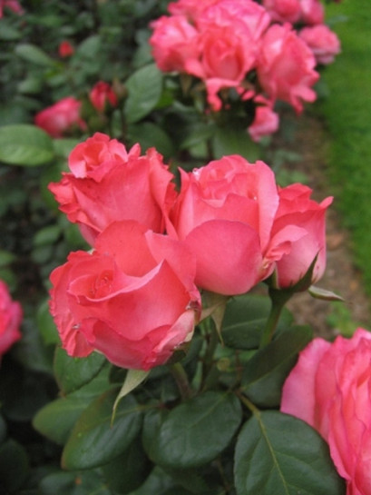 roze-wielkokwiatowe-aachener-dom