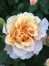 crop-growing-ornamental-shrub-Roza-Caramella---1710262154296584276_common--24031218491301917300