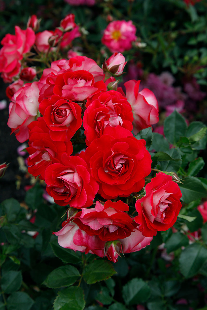 Corazon-rose-scaled1-1