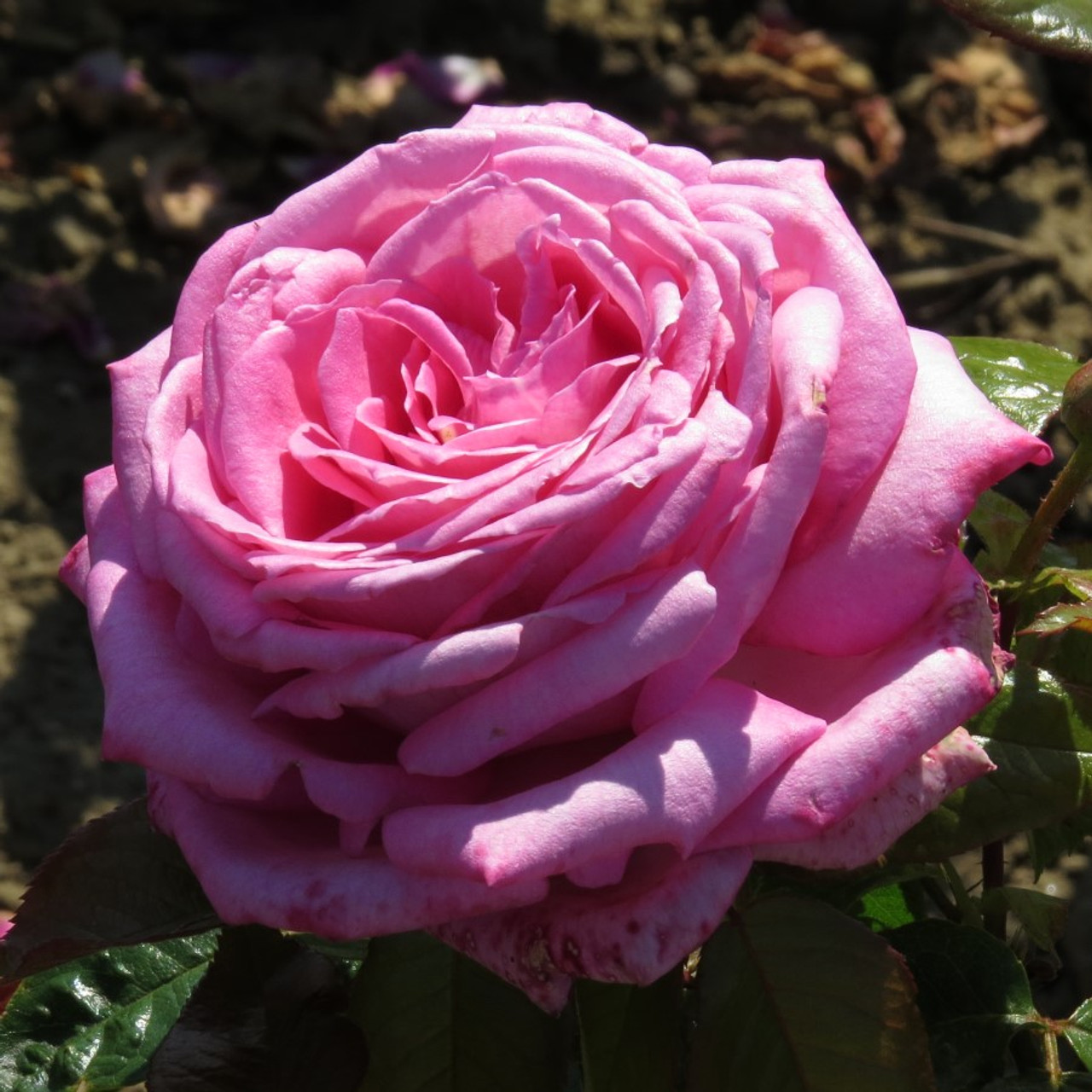 rosa-wedding-bells-04__49192