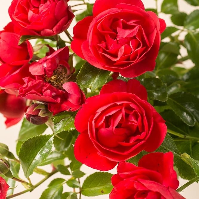 70584613_1257502287765006_3010091317884616704_n