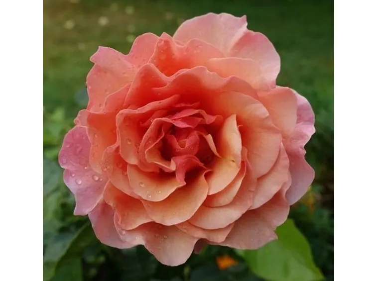 floribunda-roses-womens-choice-_nen_14140