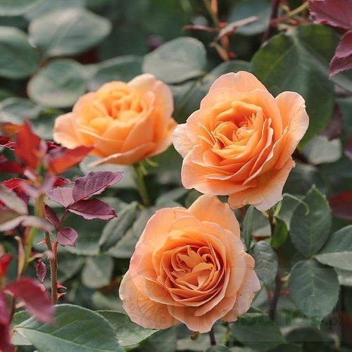 9685450151c741babe83d4bc3fe61e02