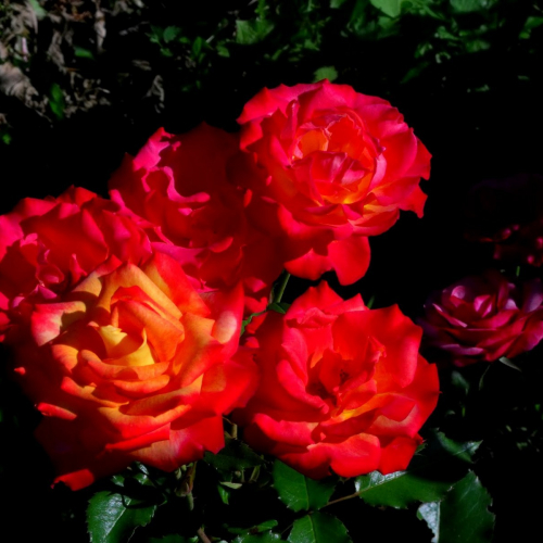 675e448a9eae5ec342fc14cc95bb90c8