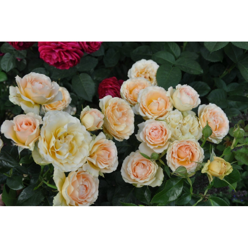 roze-henrietta-barnett