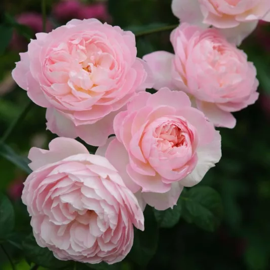 David_Austin_English_Rose_Rosa_Gentle_Hermione_DSC9420Optimized-533x533