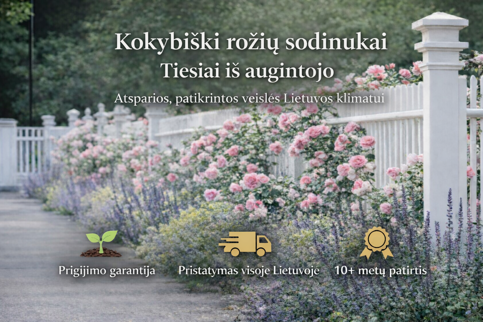 Rožės  tiesiai iš augintojo.