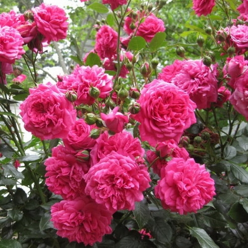 LAGUNA (KORADIGEL) vazone