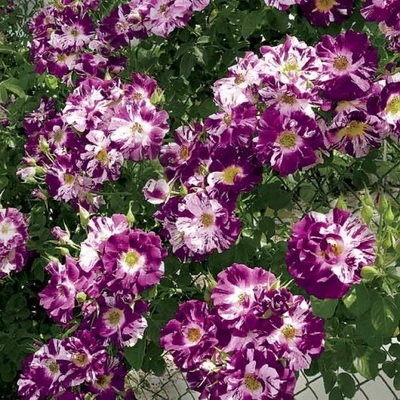 OH WOW/PURPLE SPLAS plika šaknis