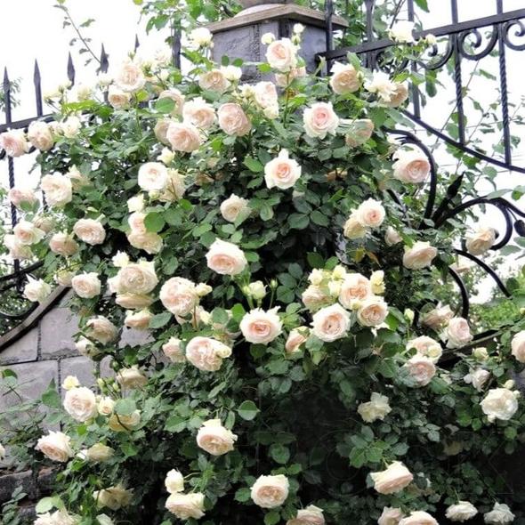 PALAIS ROYAL (MEIVIOWIT) (White Eden rose) plika šaknis